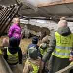 Van schaap tot wol...