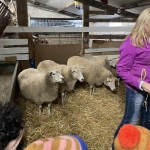 Van schaap tot wol...