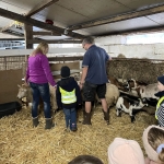 Van schaap tot wol...
