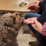 Taal stimuleren met Zo&euml;
