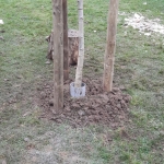 Hij staat er! DE OKKERNOTENBOOM!!!