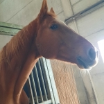 Sint op bezoek