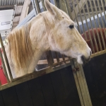 Sint op bezoek