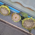 Zonnige groetjes uit 't AugusTUINtje