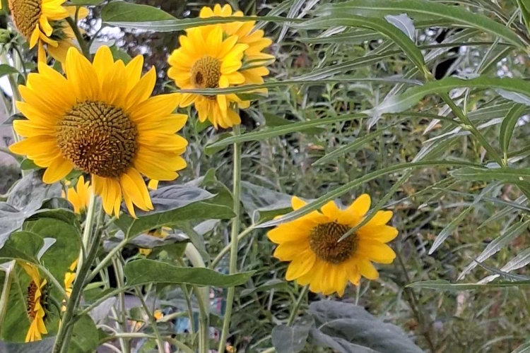 Zonnige groetjes uit 't AugusTUINtje